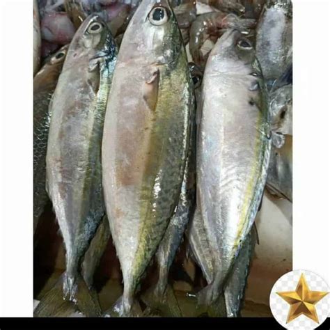 Ini Dia Daftar Harga Ikan Kembung Putih Terbaru di Pasaran!